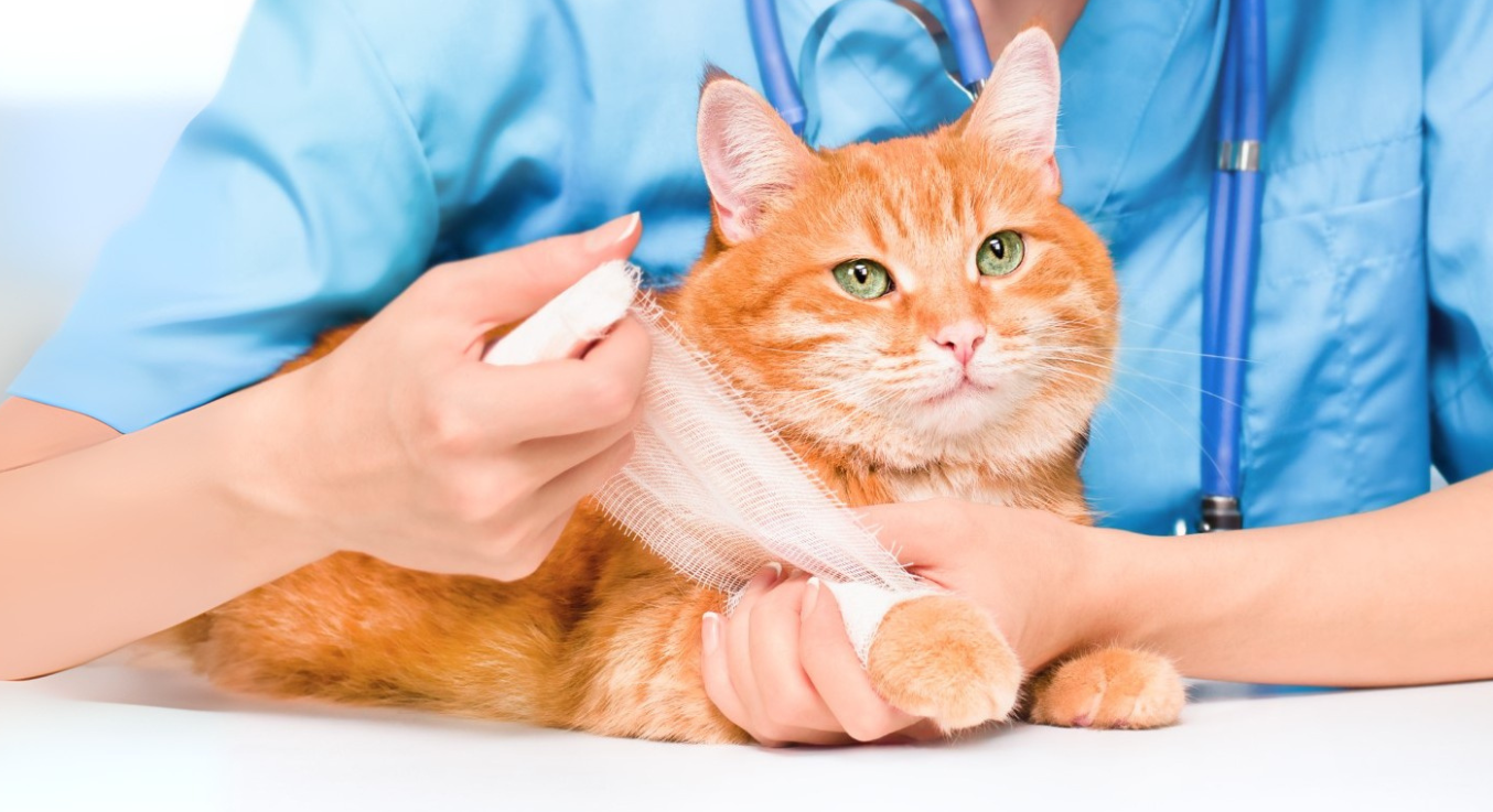 Katze bekommt Verband beim Tierarzt