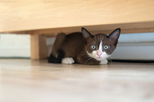 Katzenwelpe versteckt sich unter Möbeln