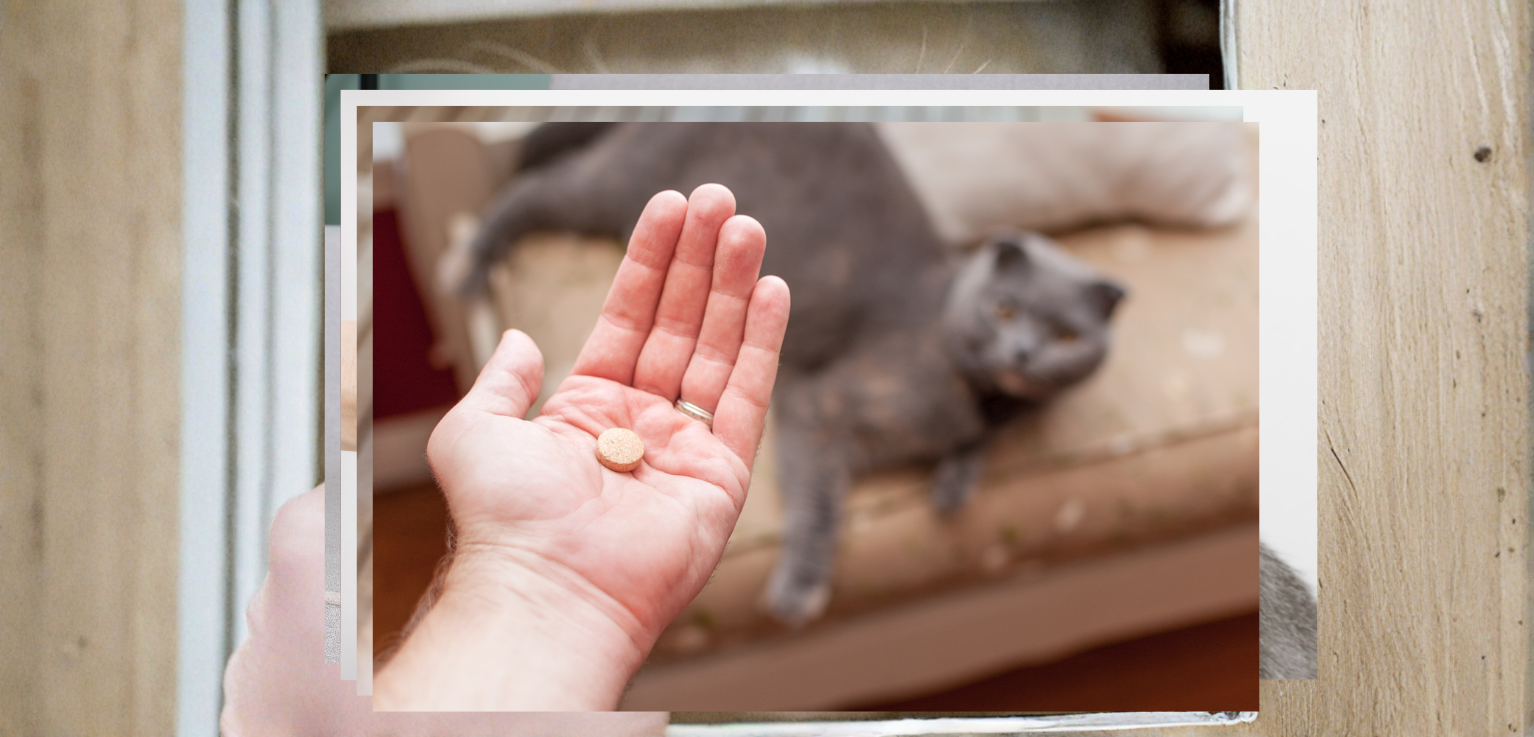 Hand mit Tablette über liegender Katze